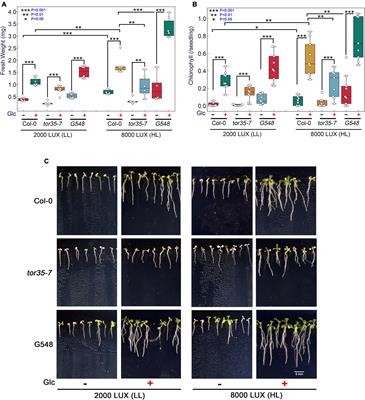 Arabidopsis Target of Rapamycin Coordinates With Transcriptional and Epigenetic Machinery to Regulate Thermotolerance